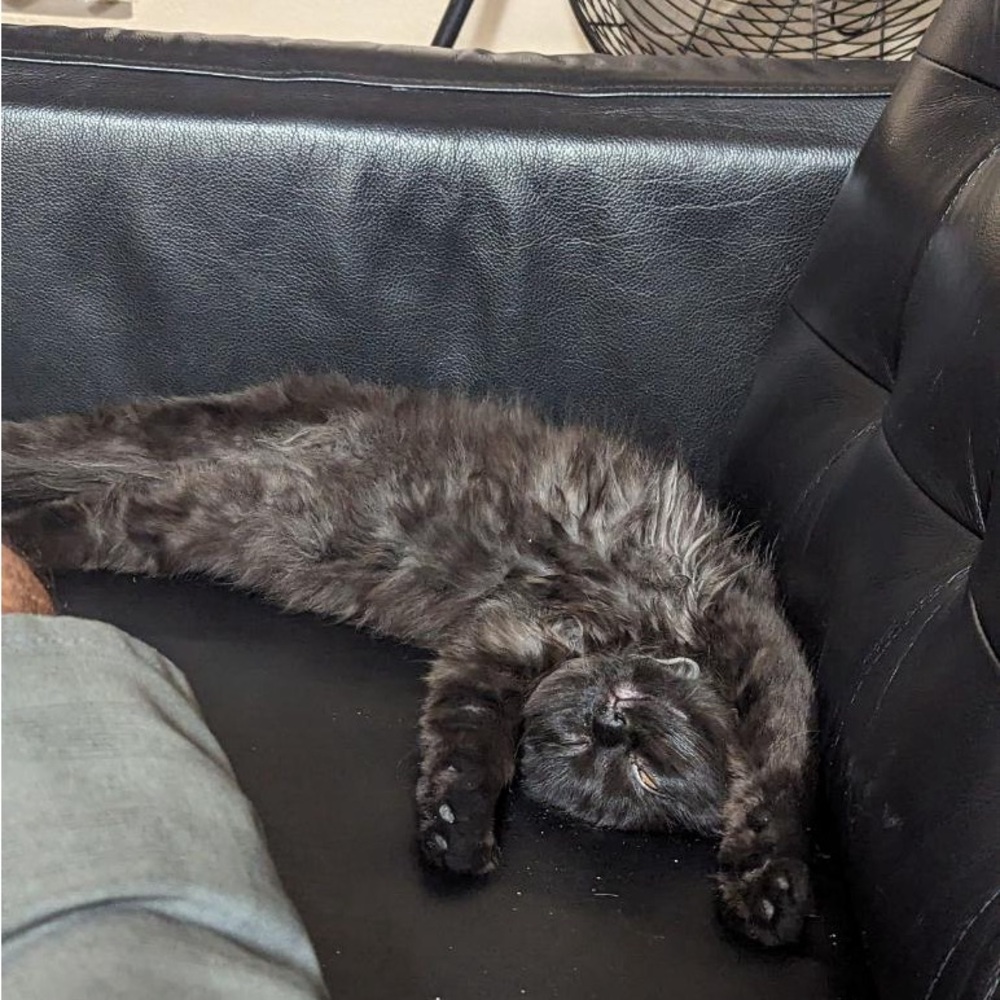 MEET FELIX 🐈‍⬛ - Picture 4 of 12